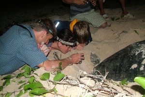 Conservationists examine a sea turtle nest on a beach of Con Dao National Park.(Photo: Con Dao National Park) 