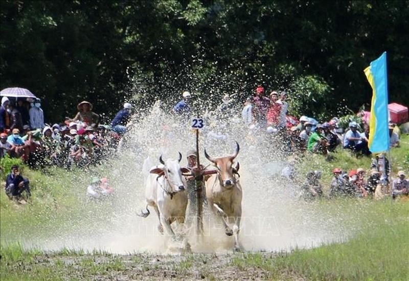 Exciting ox racing festival of Khmer people in An Giang Province