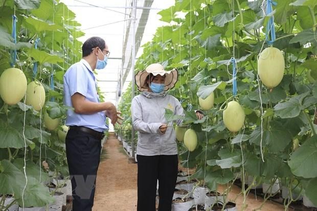 A high-tech honeydew melon farm in Phuoc Tien commune of Bac Ai district, Ninh Thuan province (Photo: VNA)