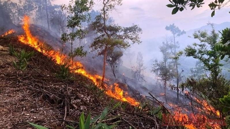 Many forests in central Vietnam are facing an extremely high risk of fires. (Photo: Cong Hau)