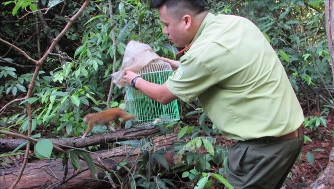 Forest rangers return a nycticebus pygmaeus back to nature. (Photo: VNA)