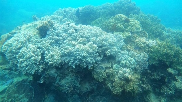 A view of coral reefs along coastal areas of Binh Dinh province (Photo: VNA)