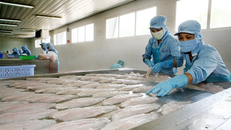 Processing seafood for export at Can Tho Import Export Seafood Joint Stock Company (CASEAMEX). (Photo: QUOC TUAN)