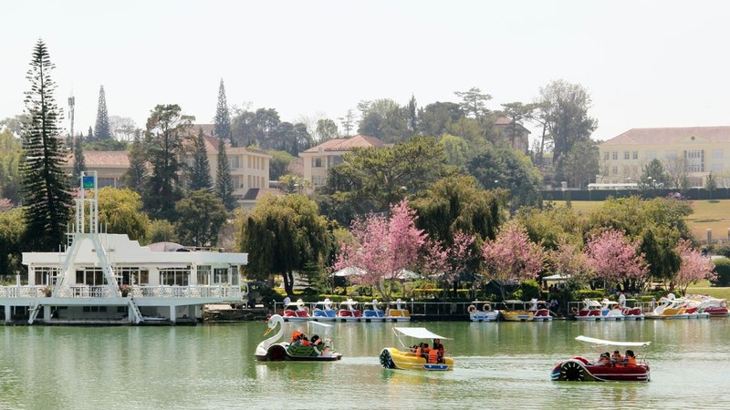 Cherry-like apricot trees add a glamourous look to Da Lat city in Spring (Photo: NDO/Mai Van Bao)