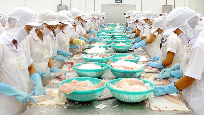 Processing catfish for export at Tra Noc Industrial Park in Can Tho (Photo: Thanh Tam)