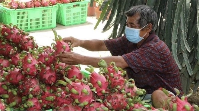 Dragon fruit is among fresh Vietnamese fruits that are allowed to enter the US market. (Photo: VNA)