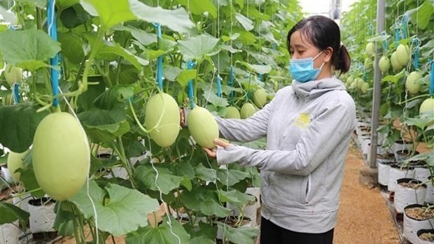  A melon cultivation model with the application of high technology in Phuoc Tien commune, Ninh Thuan province’s Bac Ai district. (Photo: VNA)