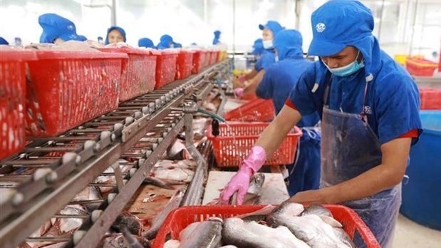 Tra fish processing at Sao Mai Group's company in Vam Cong industrial park, Lap Vo district, Dong Thap province. (Photo: VNA)