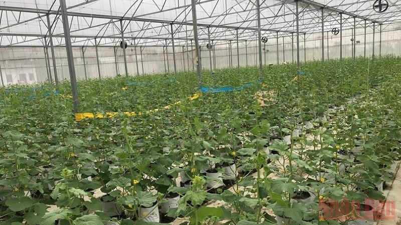 Model of high-tech cantaloupe growing of Au Viet farm cooperative in Hai Duong Province. (Photo: Son Ha)