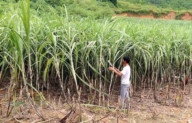 Growing sugarcane (llustrative image/VNA)