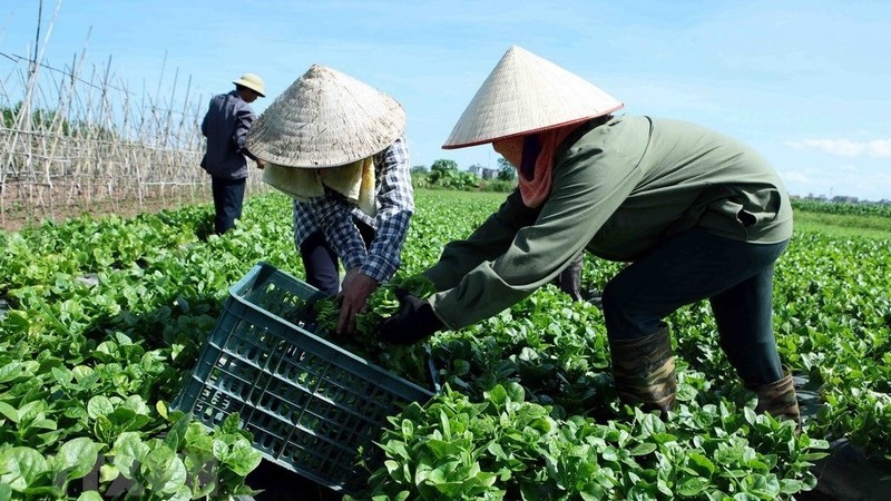 Farmers of an agricultural cooperative harvest their vegetables. (Photo: VNA)