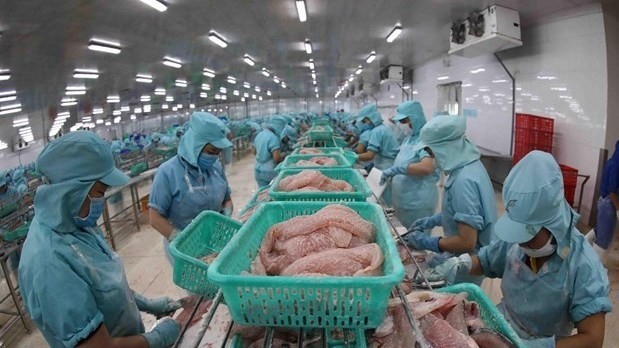 Tra fish processing (Photo: VNA)