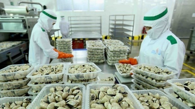 Processing oysters for export to the EU. (Photo: VNA) 