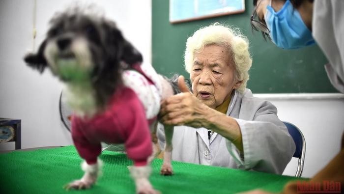 Despite her old age, teacher Pham Xuan Van regularly comes to the veterinary clinic for dogs and cats at lane 56, Ngo Xuan Quang street, Gia Lam street, Hanoi, to satisfy her love for animals and pass the profession on to students.