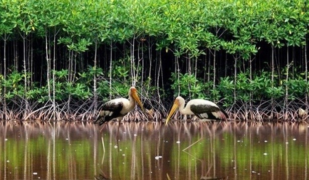 Con Dao wetland (Photo: VNA)