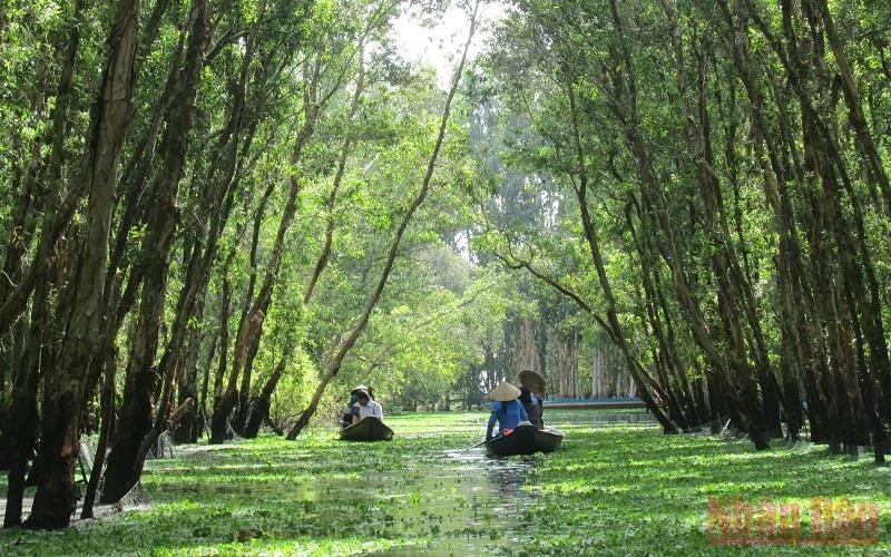 The Tra Su wetland forest in An Giang Province (Photo: My Hanh)