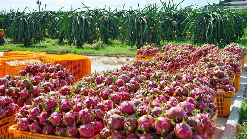 The Chinese side announced to stop importing dragon fruit from December 29 to January 26, 2022.