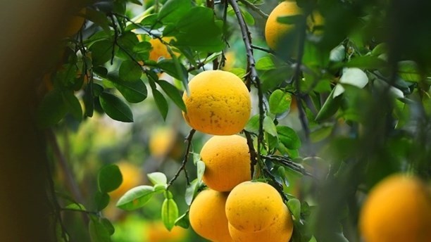 Vietnam’s pomelo has received green light from the US side. (Illustrative image/Source: VNA)