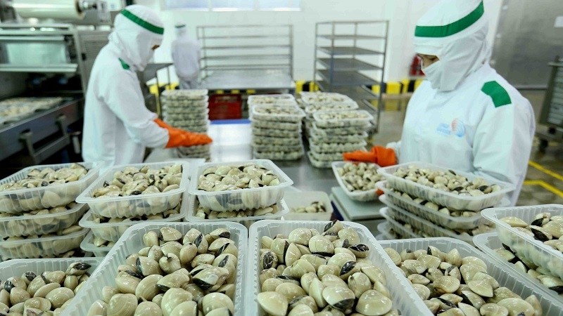 Processing clams for export at Lenger Seafoods Vietnam (Photo: VNA)