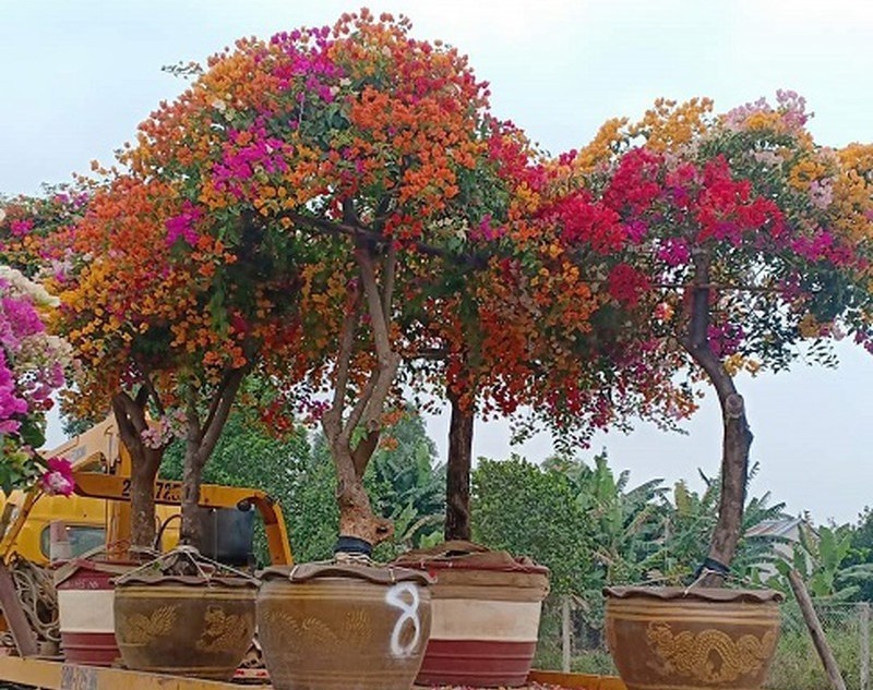 Multicolour bougainvillea trees have gained popularity among Vietnamese customers for this year’s Tet festival.