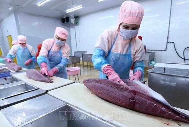 Tuna processing (Photo: VNA)