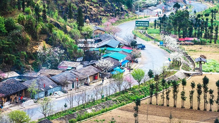 Peach blossoms are blooming on both sides of road leading to Sung La valley in Dong Van District.