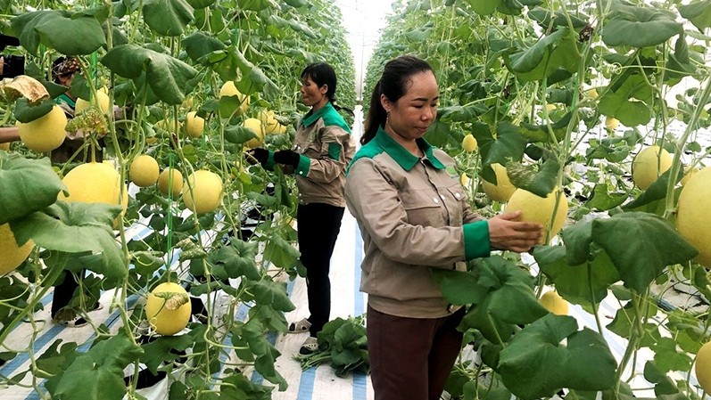 Growing melons with the application of high technology at Dam Ha Construction and Trading Joint Stock Company.