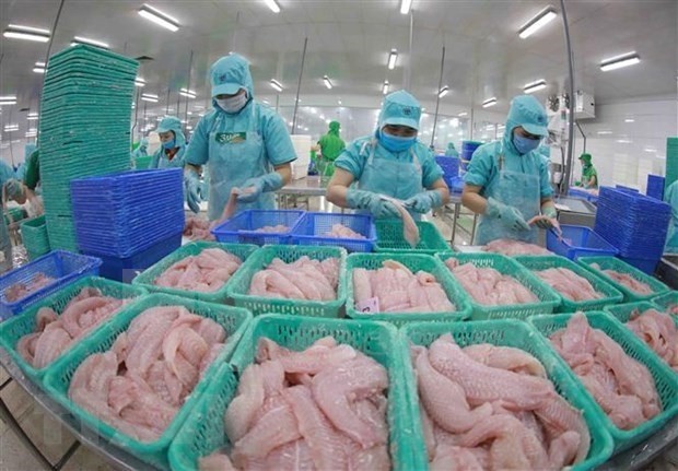 Processing tra fish for export. (Photo: VNA)