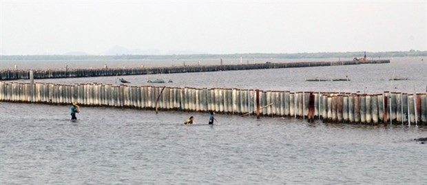 Embankments built to create mud flats for growing mangrove forests in Kien Giang’s Hon Dat district. (Photo: VNA)