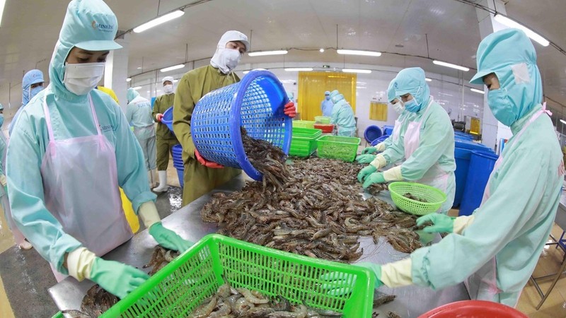Processing shrimps for export (Photo: VNA)