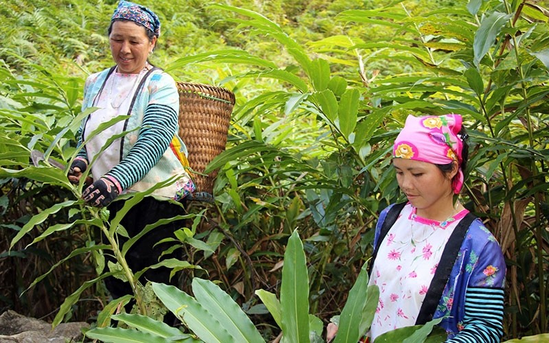 Amaranth cultivation brings high economic efficiency to Muong La people, Son La Province. (Photo: Ngoc Van)