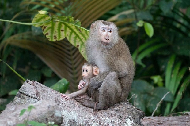 Pig-tailed macaques (Photo: Wikimedia)