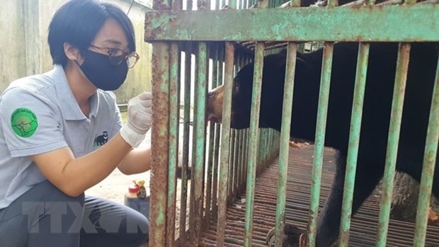 The last captive bear in the southern province of Binh Phuoc is handed over to the centre of Free The Bears in the Cat Tien National Park (Photo: VNA) 