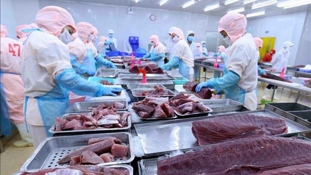 Vietnam’s tuna industry has bounced back strongly post-pandemic (Photo: VNA)