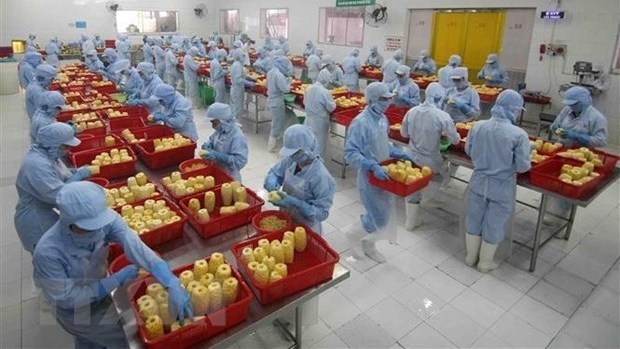 Workers process pineapple for export at the factory of the An Giang Agriculture and Food Import - Export Company. (Photo: VNA)
