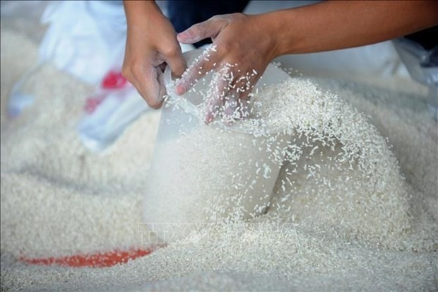 Vietnam’s rice exports jump 20% in seven months - Illustrative photo (Source: VNA)