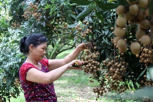 Longan has been grown in Xuan Thuy commune (formerly Son Thuy) since 1989 and its area now reaches nearly 200 hectares. (Photo: baohoabinh.com.vn)