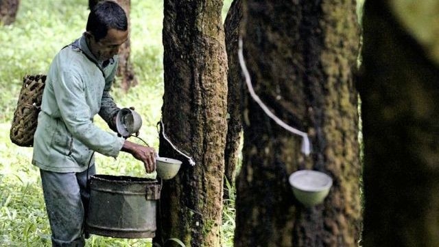 A farmer collects latex from rubber trees. (Photo: VNA)