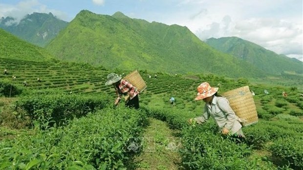  Vietnam is now ranked 7th and 5th worldwide in terms of tea production and exports. (Photo: VNA)