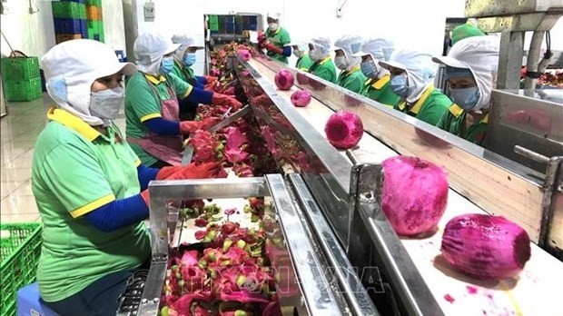 Processing dragon fruits for export (Photo: VNA)