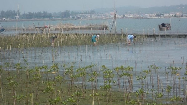 Local people take care of mangrove trees in Ru Cha forest. (photo: WWF)