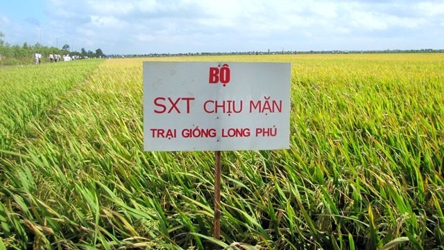 Developing salt-tolerant rice varieties is among plant adaptation measures to mitigate the impact of climate change in the Mekong Delta region.