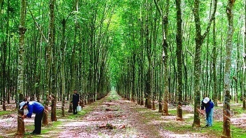 Vietnam’s company to plant 500 ha of rubber in Laos (Photo: VNA)