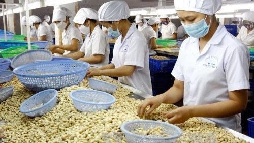 Cashew processing in the Nhat Huy JSC in Binh Duong, Vietnam. (Photo: VNA)