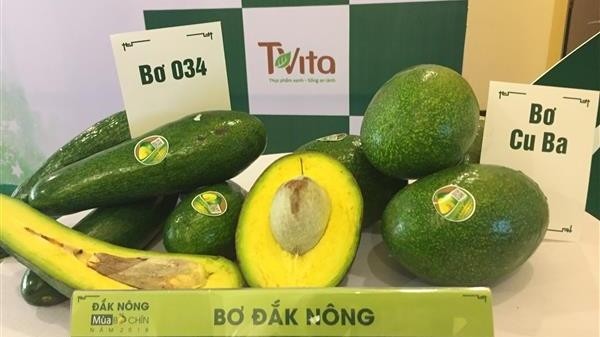 Programme promotes Dak Nong avocados to the world