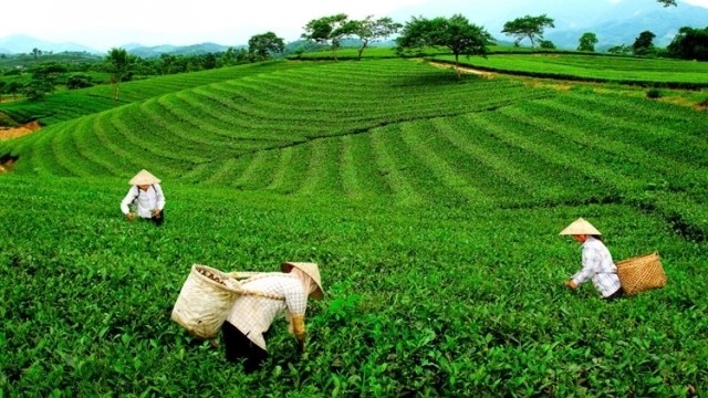 Women working on a green tea field (Photo: kinhtevn.com.vn)