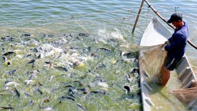 A tra fish farm owned by Hung Ca Limited Liability Company in Dong Thap province. (Photo: VNA)