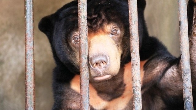 Aurora has been rescued after 15 years in captive. (Photo by Animals Asia)