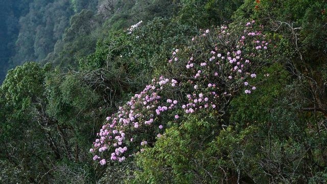 Rhododendrons blooming on top of Fansipan