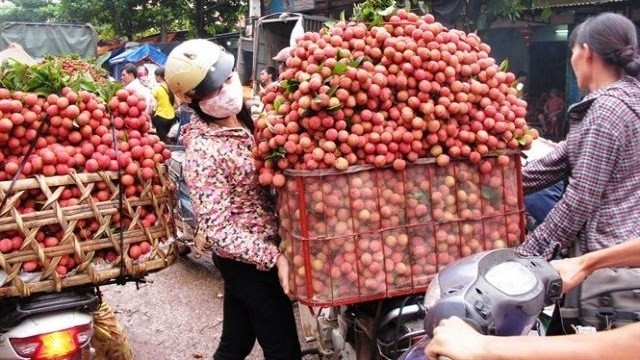 Vietnam has become the second largest exporter of lychees, accounting for 19 percent of the global market share. (Photo: nongnghiep.vn)